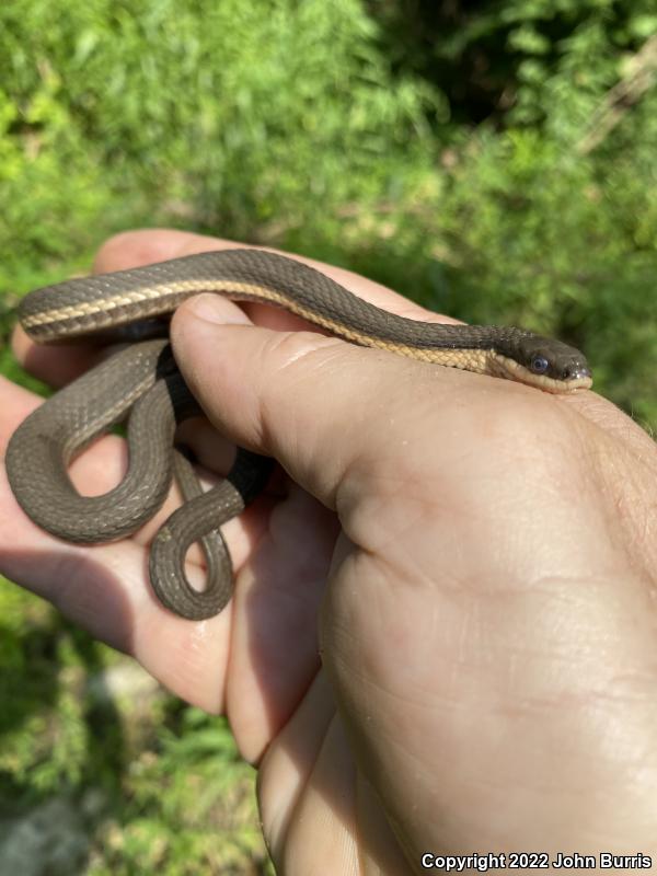 Queensnake (Regina septemvittata)