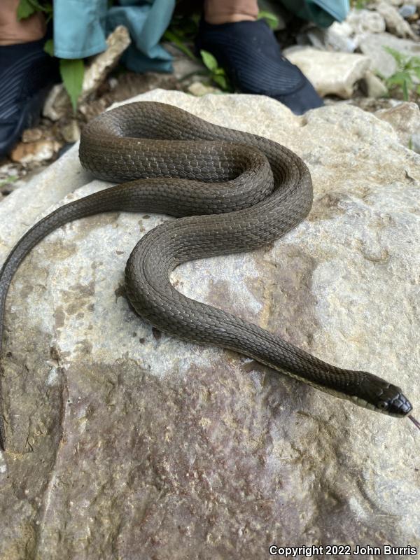 Queensnake (Regina septemvittata)