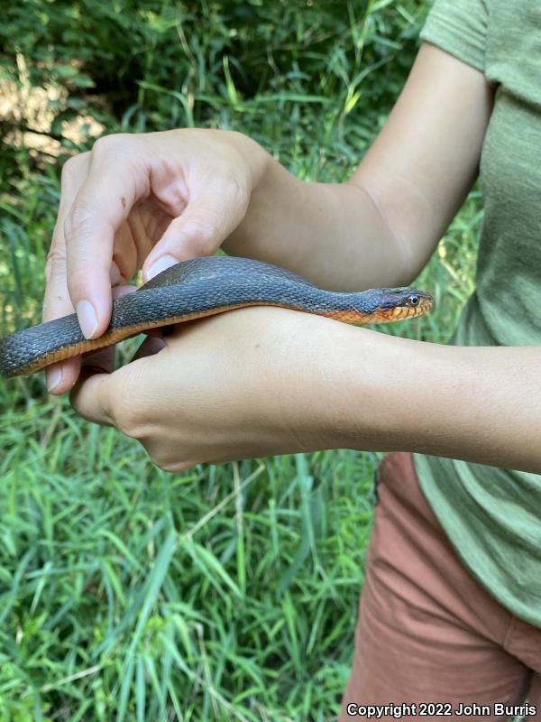 Copper-bellied Watersnake (Nerodia erythrogaster neglecta)