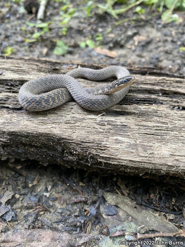 Kirtland's Snake (Clonophis kirtlandii)