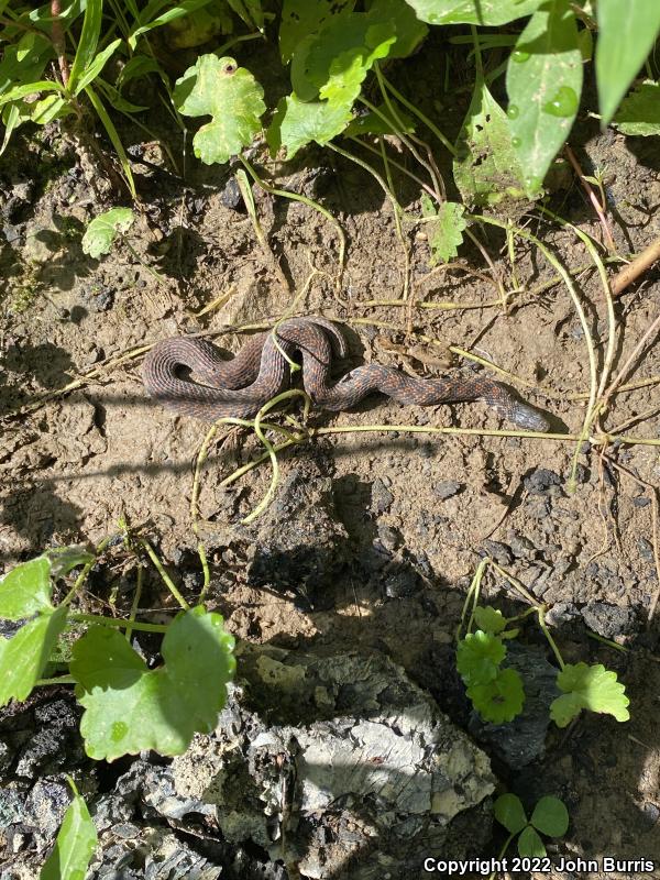 Kirtland's Snake (Clonophis kirtlandii)