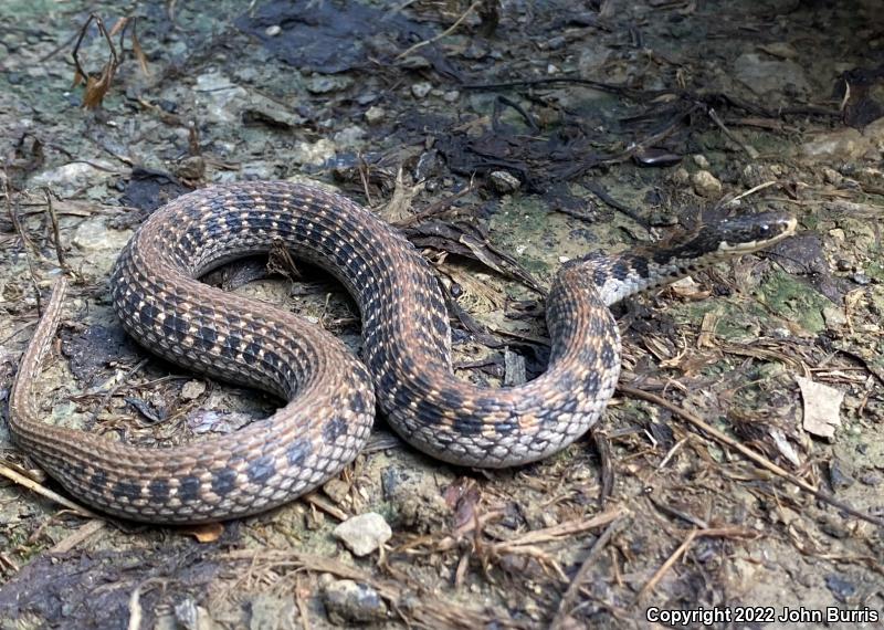 Kirtland's Snake (Clonophis kirtlandii)