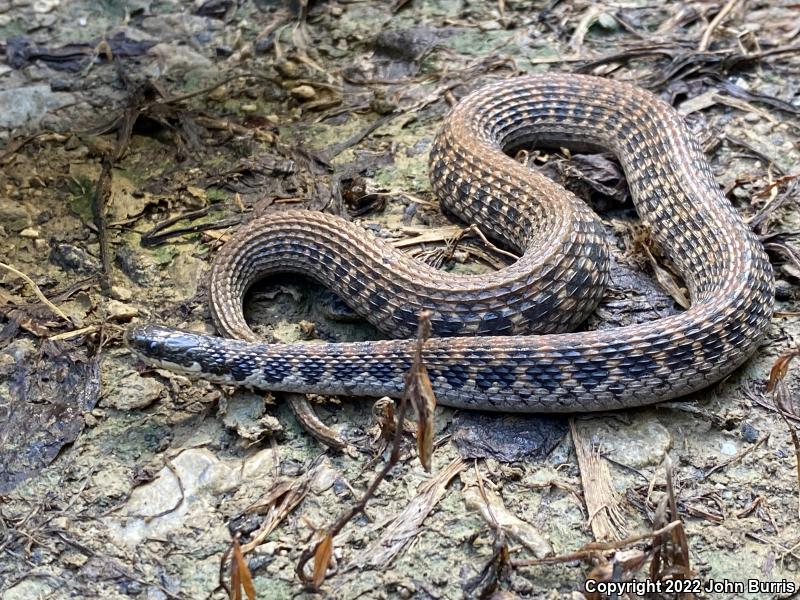 Kirtland's Snake (Clonophis kirtlandii)