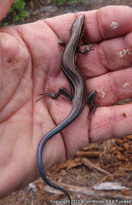 Southeastern Five-lined Skink (Plestiodon inexpectatus)