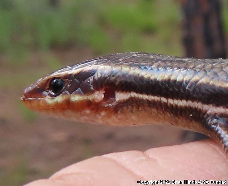 Southeastern Five-lined Skink (Plestiodon inexpectatus)