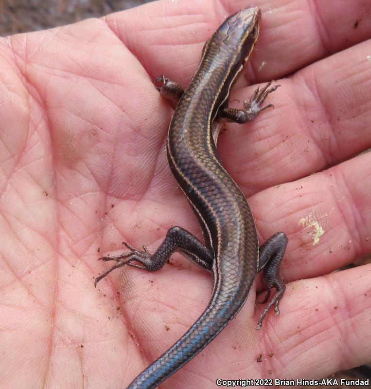 Southeastern Five-lined Skink (Plestiodon inexpectatus)