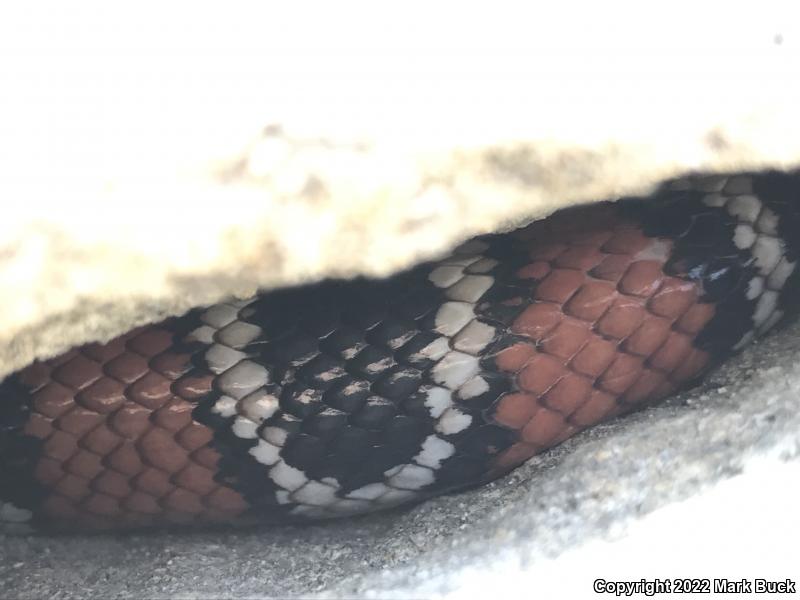 Coast Mountain Kingsnake (Lampropeltis zonata multifasciata)