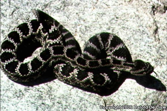 Southern Pacific Rattlesnake (Crotalus oreganus helleri)