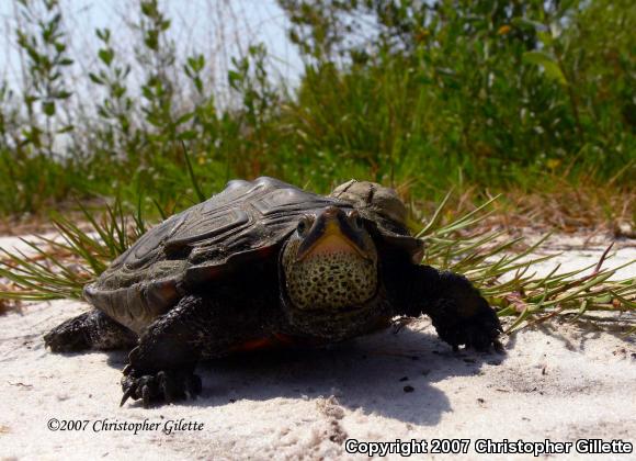 Eastern Florida Diamond-backed Terrapin (Malaclemys terrapin tequesta)