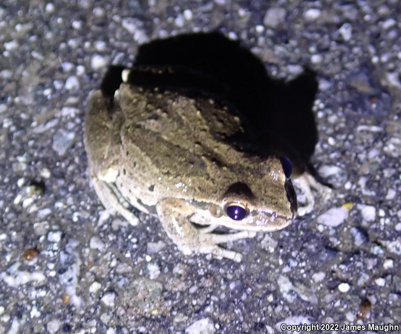 Sierran Treefrog (Pseudacris sierra)