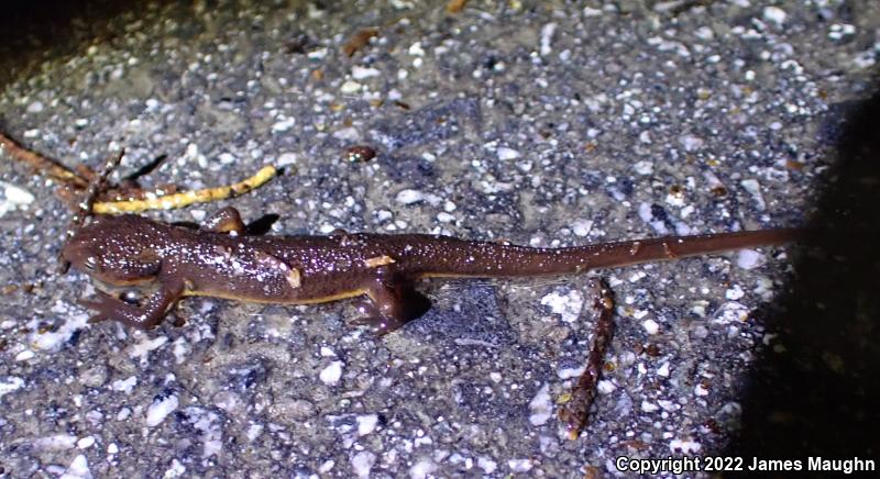 Rough-skinned Newt (Taricha granulosa)