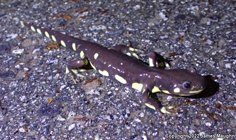 California Tiger Salamander (Ambystoma californiense)