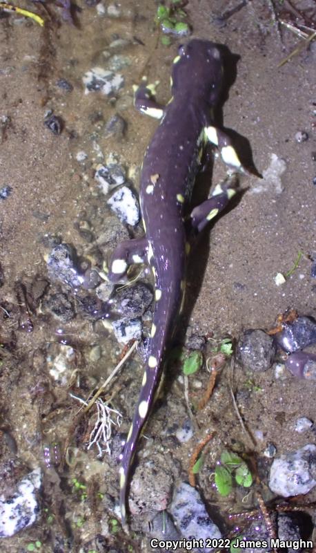 California Tiger Salamander (Ambystoma californiense)