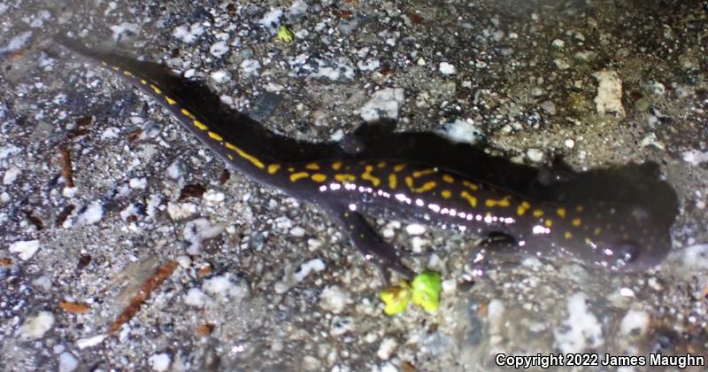 Santa Cruz Long-toed Salamander (Ambystoma macrodactylum croceum)