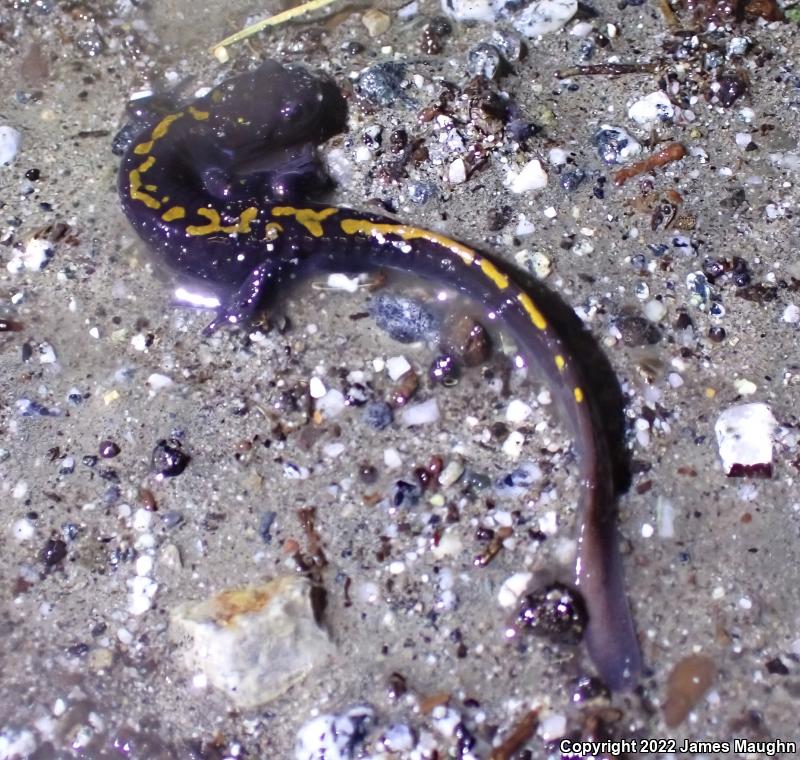 Santa Cruz Long-toed Salamander (Ambystoma macrodactylum croceum)