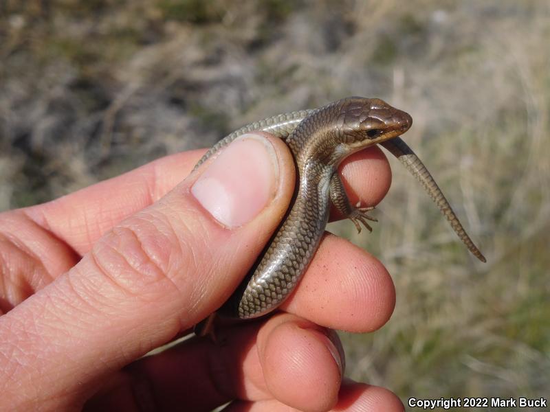 Western Redtail Skink (Plestiodon gilberti rubricaudatus)