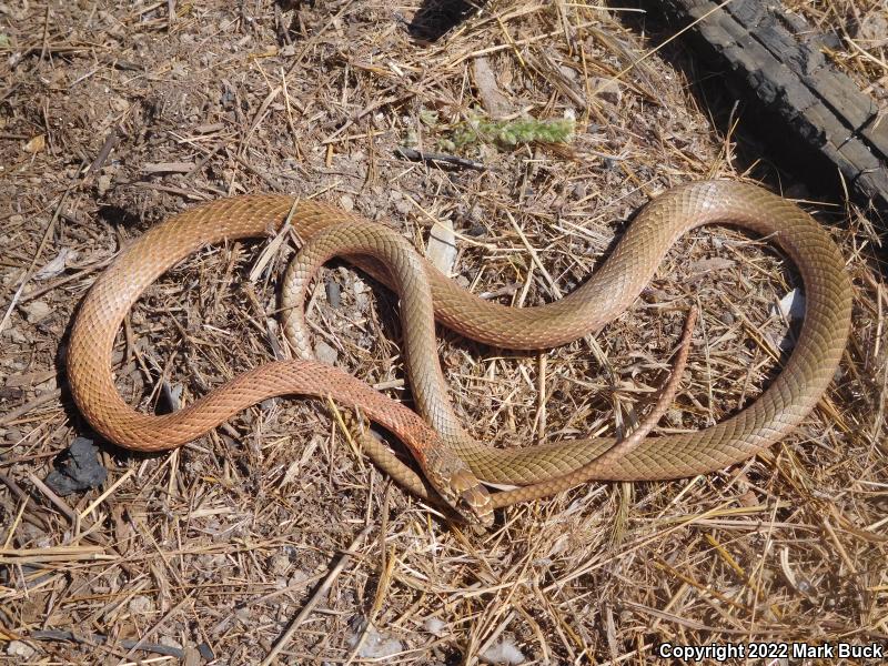 San Joaquin Coachwhip (Coluber flagellum ruddocki)