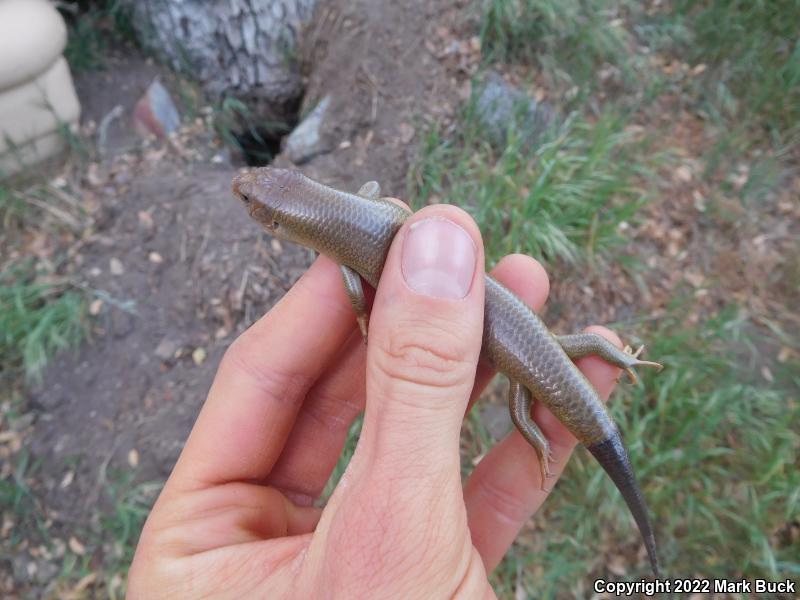 Western Redtail Skink (Plestiodon gilberti rubricaudatus)