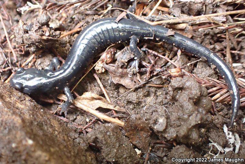 Santa Cruz Black Salamander (Aneides flavipunctatus niger)