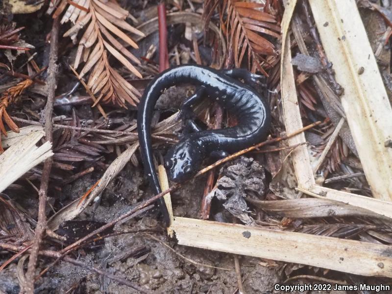 Santa Cruz Black Salamander (Aneides flavipunctatus niger)