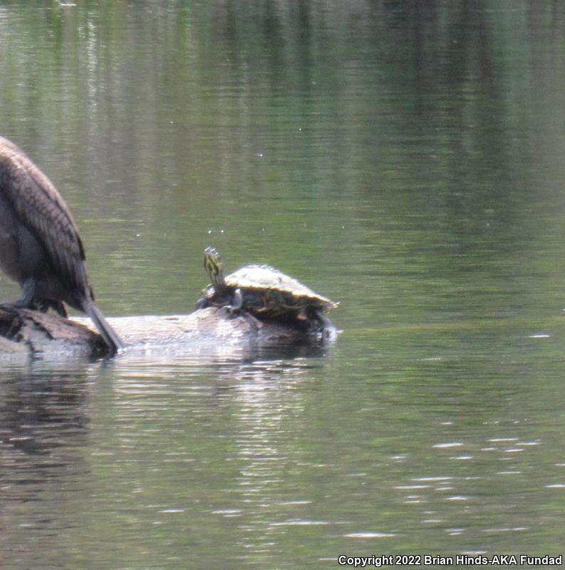 Coastal Plain Cooter (Pseudemys concinna floridana)