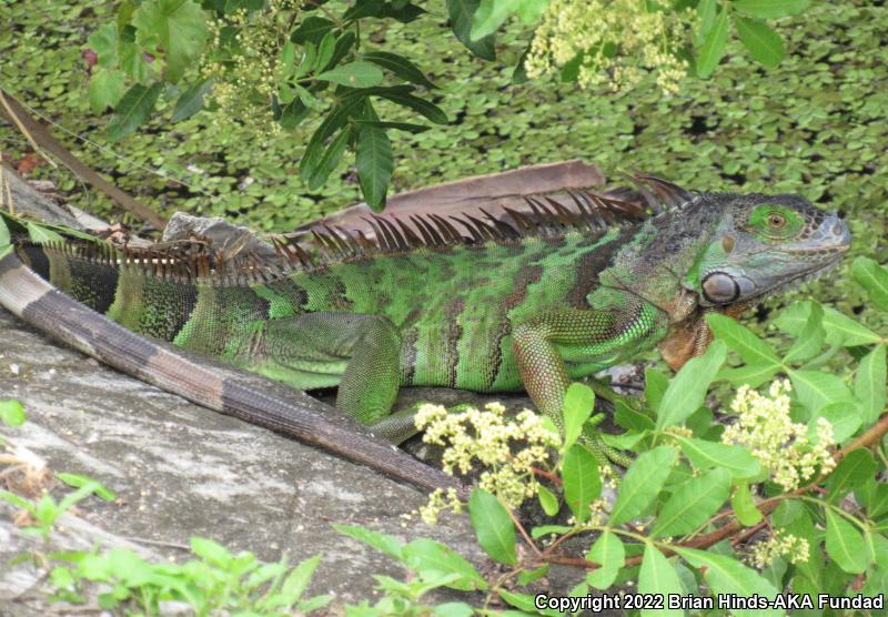 Green Iguana (Iguana iguana)