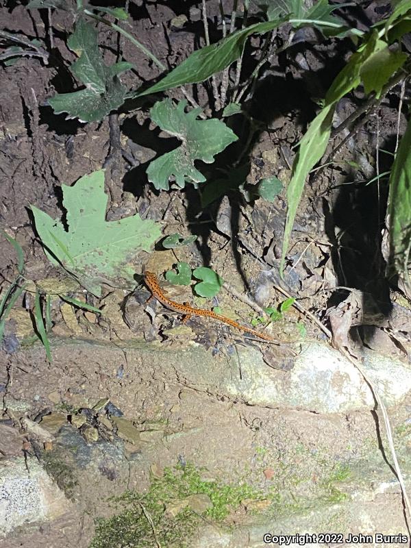 Cave Salamander (Eurycea lucifuga)