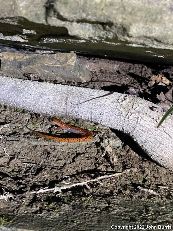 Cave Salamander (Eurycea lucifuga)