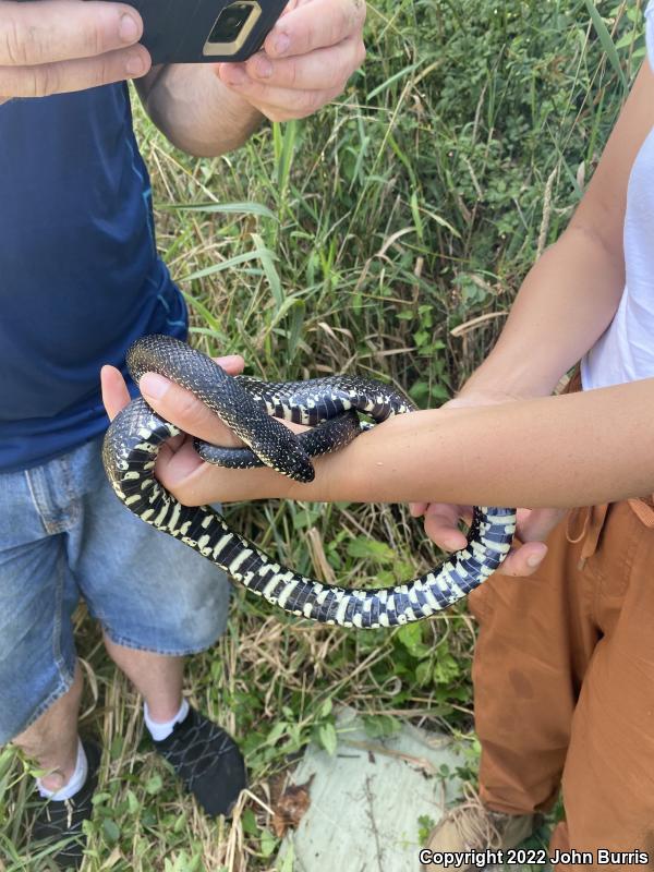 Black Kingsnake (Lampropeltis getula nigra)