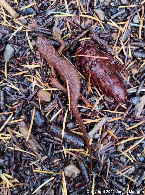 Rough-skinned Newt (Taricha granulosa)