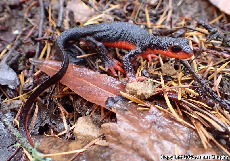 Red-bellied Newt (Taricha rivularis)