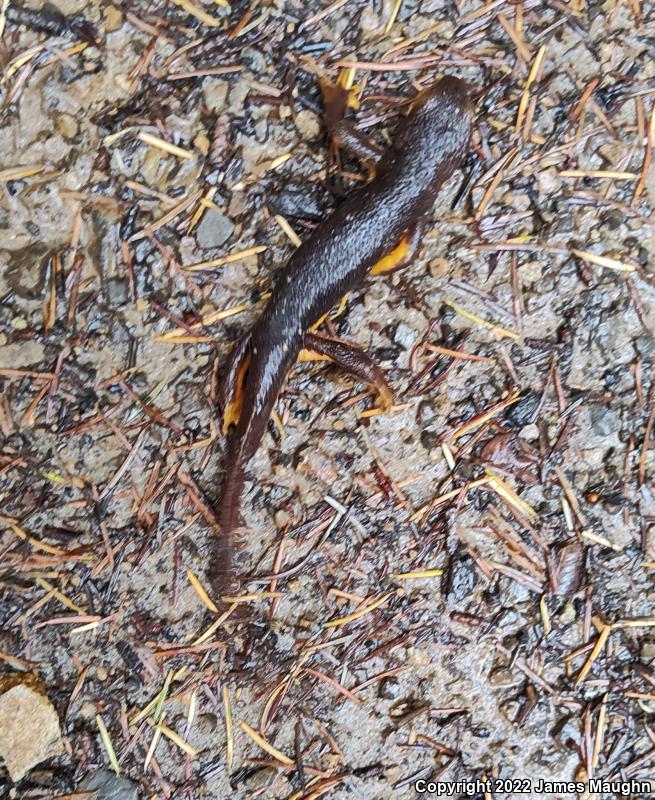 Rough-skinned Newt (Taricha granulosa)