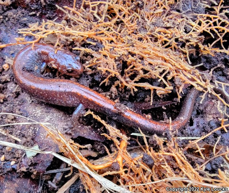 Eastern Red-backed Salamander (Plethodon cinereus)