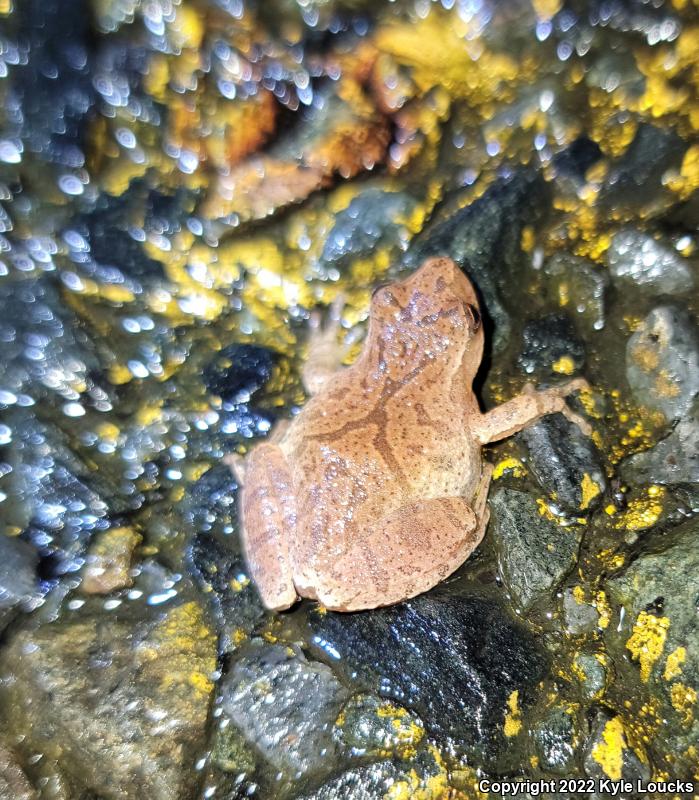 Spring Peeper (Pseudacris crucifer)