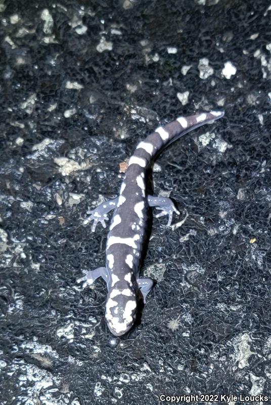 Marbled Salamander (Ambystoma opacum)