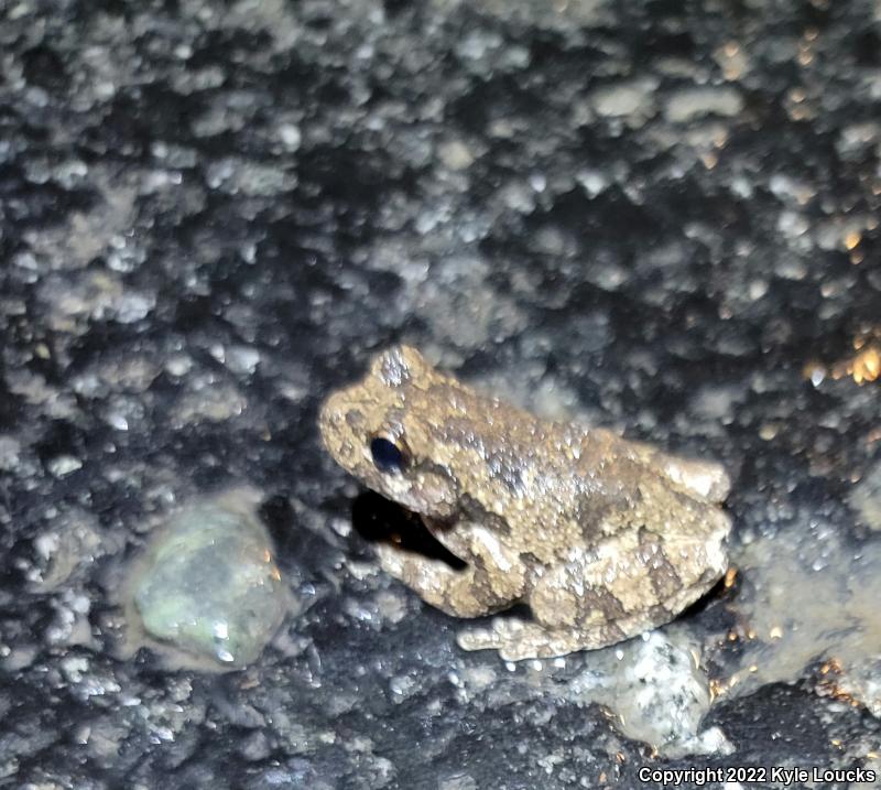 Cope's Gray Treefrog (Hyla chrysoscelis)