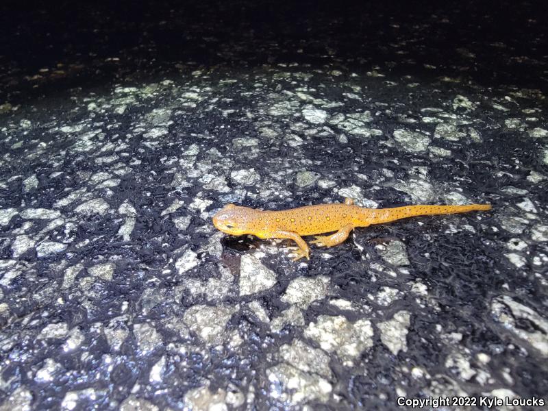 Red-Spotted Newt (Notophthalmus viridescens viridescens)