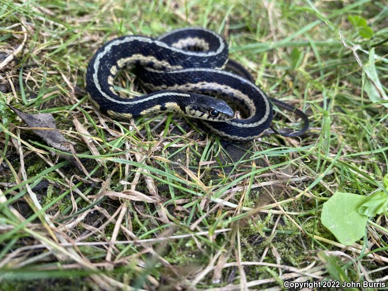 Chicago Gartersnake (Thamnophis sirtalis semifasciatus)