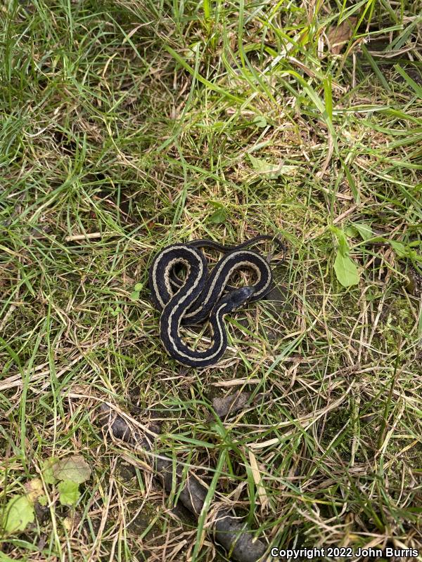 Chicago Gartersnake (Thamnophis sirtalis semifasciatus)