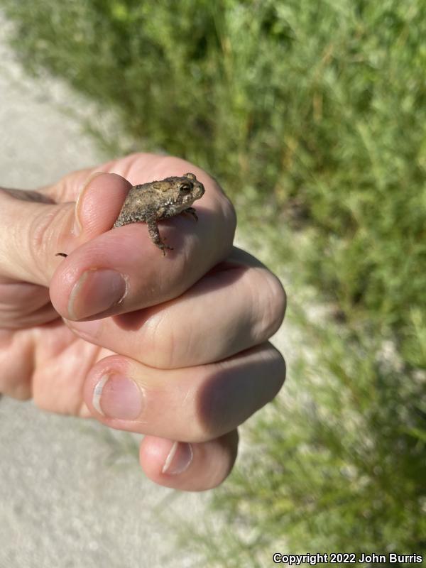 Fowler's Toad (Anaxyrus fowleri)