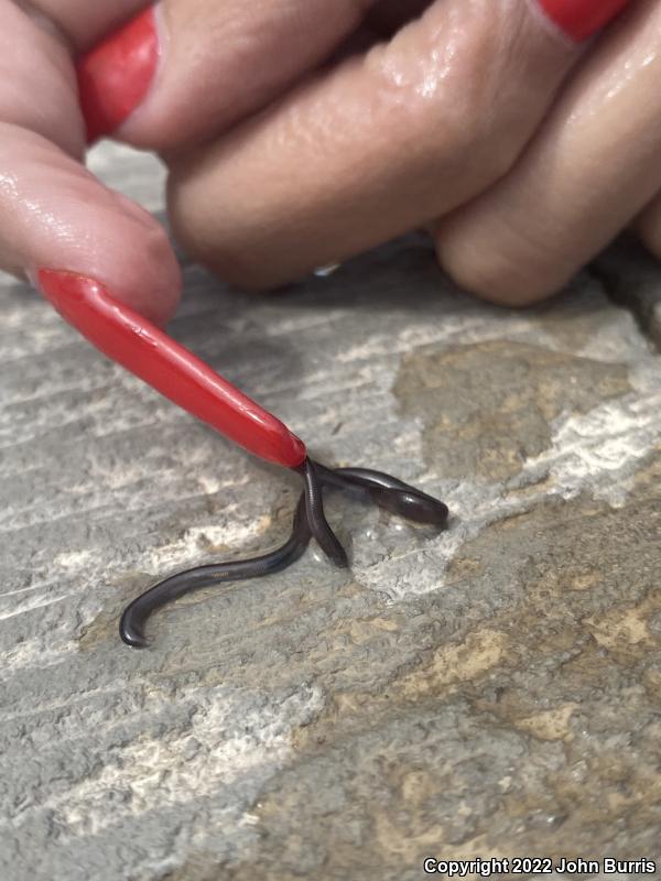 Brahminy Blindsnake (Ramphotyphlops braminus)