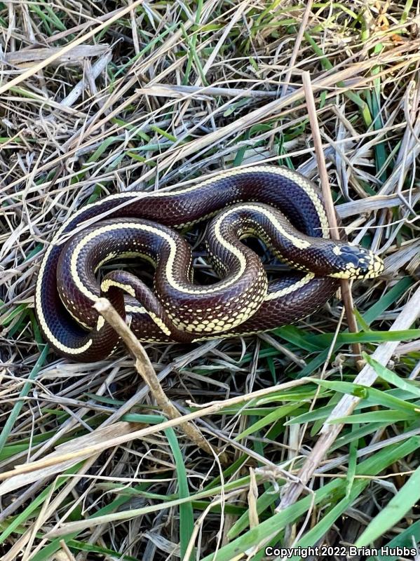 California Kingsnake (Lampropeltis getula californiae)