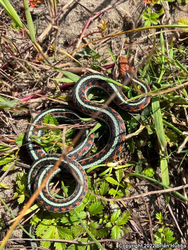 California Red-sided Gartersnake (Thamnophis sirtalis infernalis)