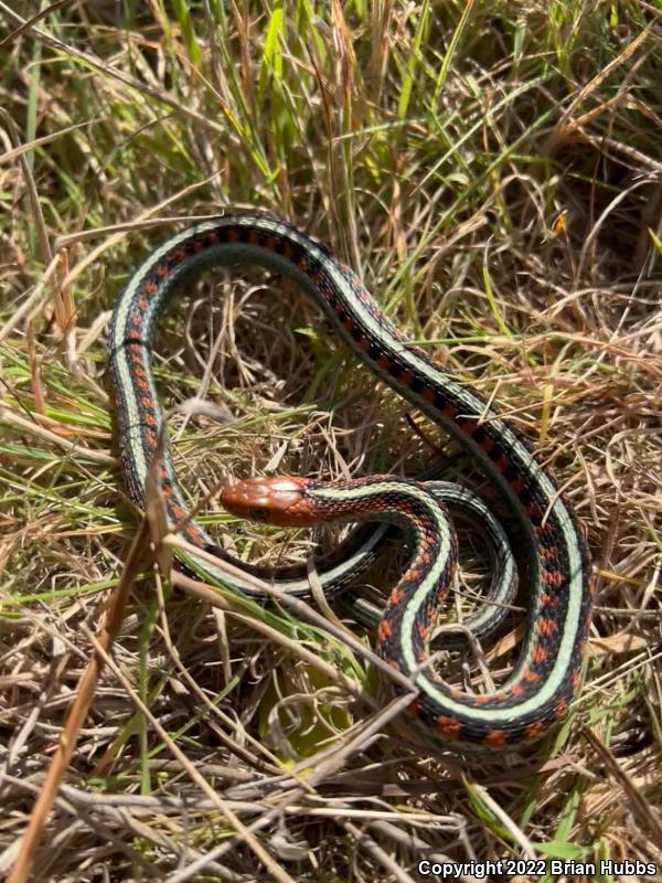 California Red-sided Gartersnake (Thamnophis sirtalis infernalis)