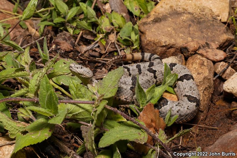 Banded Rock Rattlesnake (Crotalus lepidus klauberi)