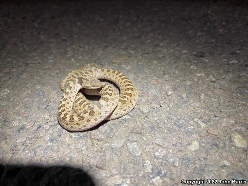 Sonoran Nightsnake (Hypsiglena chlorophaea chlorophaea)