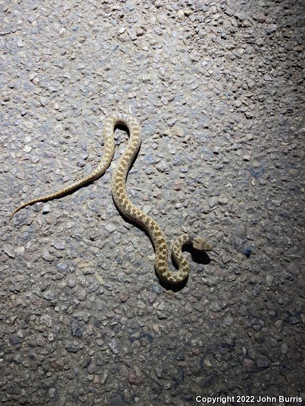 Sonoran Nightsnake (Hypsiglena chlorophaea chlorophaea)