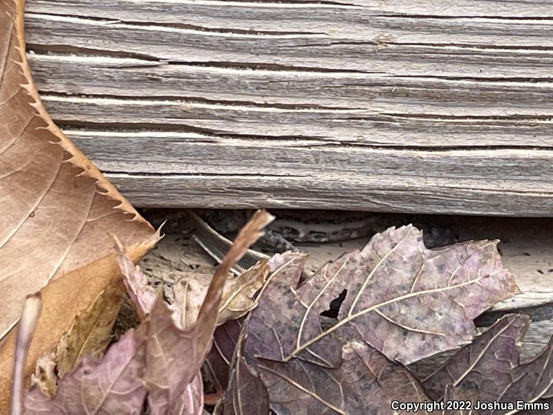 Eastern Side-blotched Lizard (Uta stansburiana stejnegeri)