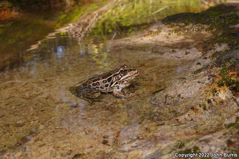 Northwest Mexico Leopard Frog (Lithobates magnaocularis)