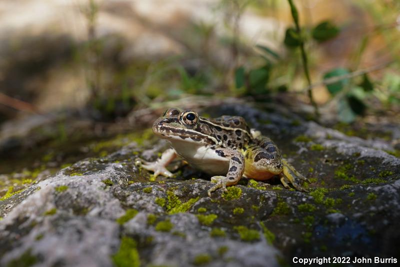 Northwest Mexico Leopard Frog (Lithobates magnaocularis)